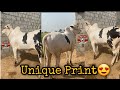 Fatehjangi bull with Unique print😍 || kheera beauty for 2022