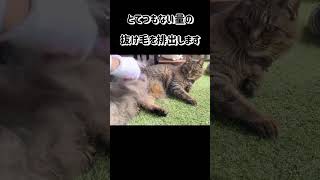 換毛期の猫をブラッシングしたら…w