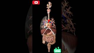 मानव शरीर के सभी अंग | humane all organ 3D animation #studywithsmile #shorts #ytshort #anatomy