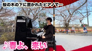 満開の桜の下に置かれたピアノで「春よ、来い」演奏してみました