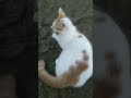 kucing lucu #kucing#kucinglucu#cat #catlover #cats #shortvideo #shorts #kucingimut #animals #kids