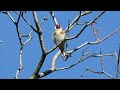 goldfinch sings and flies away stieglitz singt und fliegt weg