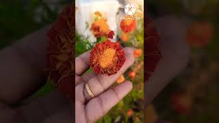 french #marigold - చెట్టు నిండా పూలు, ఈ ఆనందం ఎక్కడ కొనలేము....