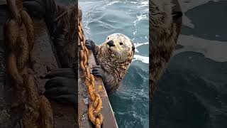 Real Life Sea World: Seal Team Saves Seal From Shark