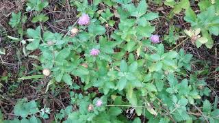 Centratherum, Brazilian Button, Lark Daisy, กระดุมไพลิน, กระดุมหยก, กระดุมม่วง