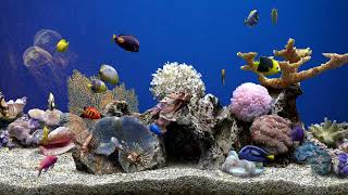 Dream Aquarium  Fish Tank | No Music | Calming Water Sounds | 5 Hours
