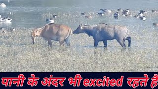 Nilgai itne excited kyon hote hain ? #techearth, #excitednilgai,