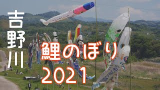 吉野川の鯉のぼり　奈良県五條市2021