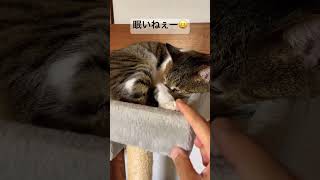 これは何でしょう #保護猫 #リトゴマ日記ショート #ねこ