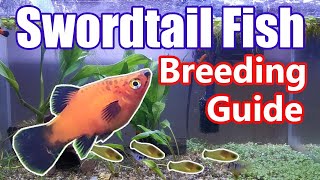 Swordtail Fish Breeding Guide: How Often Do They Get Pregnant? How to Spot Pregnant Swordtail Fish?