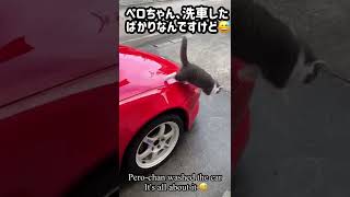 #S35【洗車したばかり】ダメだよ！ペロちゃん😭ブリティッシュショートヘアー　MR2 SW20  That's no good!  Pero-chan British Shorthair