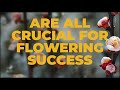 3 flowering mistakes that can be reducing your profitability