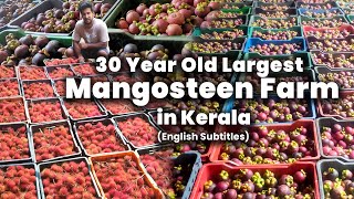 കേരളത്തിലെ ഏറ്റവും വലിയ മാംഗോസ്റ്റിൻ തോട്ടം | Largest Mangosteen Farm in Kerala (English Subtitles)