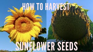 How and when to Harvest Sunflower seeds (పొద్దుతిరుగుడు పువ్వు గింజలు తీయడం ఎలా)