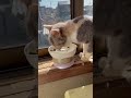 猫エイズの症状の一種です。お口の中は口内炎、外側も炎症でただれてしまいました。　でも、子猫ながらこうしてご飯を必死で食べる生命力が素晴らしい。　お薬も毎日頑張って飲んでます。