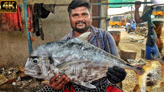 KASIMEDU 🔥 KUTTY SELVAM | AMAZING DIAMOND TREVALLY FISH CUTTING VIDEO | HD VIDEO | IN KASIMEDU |