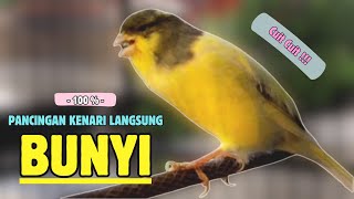 Suara PANCINGAN Kenari PAUD Belajar BUNYI Ngeriwik CUIT CUIT || MASTERAN Kenari PAUD || Part 260