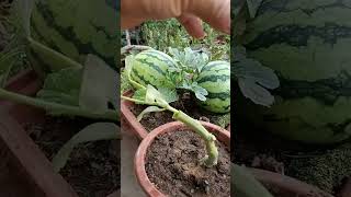 How to graft watermelon  #graft #garden #gardening #naturerurallife