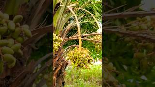 #dates #tree #খেজুর #গাছ #beautiful #nature #youtubeshorts #subscribe