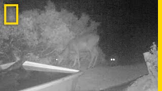 Rare Video: Cougar Pounces on Deer | National Geographic