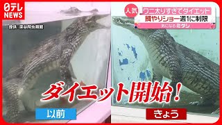 【ワニ】太りすぎてダイエット…餌やりショー週1回に制限　埼玉