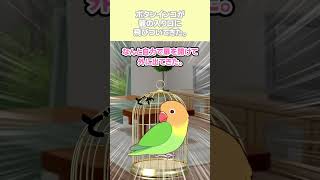 【2chほっこりスレ】ボタンインコが籠の入り口に飛びついてきた。 #ほっこり #動物