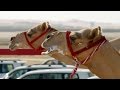 Download One Million Dollar Camel Race | Wild Arabia | BBC In Mp4 3Gp Full HD Video