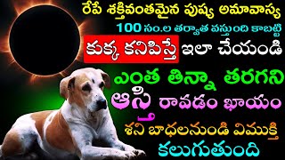 రేపే శక్తివంతమైన పుష్య అమావాస్య  కుక్క కనిపిస్తే ఈ మాట అనండి చాలు ఎంత తిన్నా తరగని ఆస్తి రావడం ఖాయం