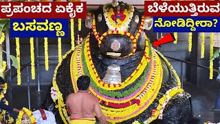 Do you know what happened to the growing Basavanna? Kanive Basavanna History