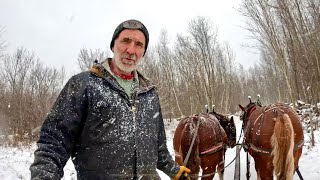 IS PANSY PREGNANT?!! // Fixing Fences with the Draft Horses #715