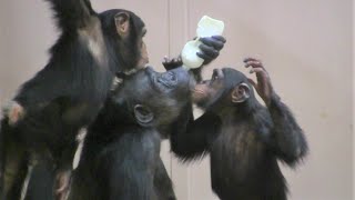 リュウ家族と双子ガール  168  Ryu family \u0026 twin girls  chimpanzee