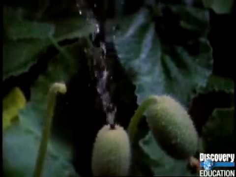 Seed Dispersal Youtube