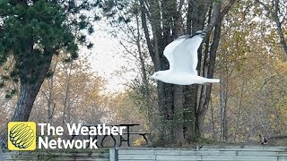 This seagull is FROZEN in mid-air