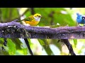 colorful birds of the tropical rainforest