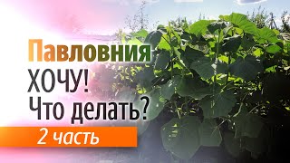 Хочу посадить Павловнию! Что делать? Часть 2.