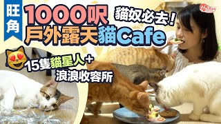 旺角1000呎戶外露天貓Cafe 貓奴必去! 15隻貓星人+浪浪收容所｜旺角好去處｜室內好去處｜HolidaySmart