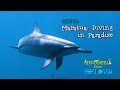 Maratua: Diving In Paradise [4k] | Indonesia From Below (s01e04) | Sztv