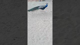 khubsurat Peacock