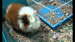 A Cute Guineapig 可愛的天竺鼠