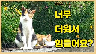 더워도 너무 덥네요..  Loving a cat...❤