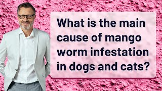 What is the main cause of mango worm infestation in dogs and cats?