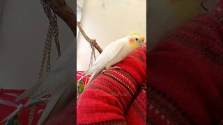 Cute Cockatiel Milo's happy Singing Moments 🥰🦜 #cockatielscraze #birdsinging #cutepets