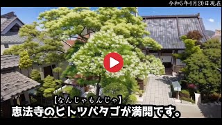 恵法寺のヒトツバタゴ【なんじゃもんじゃ】が、今年も満開をむかえます☺満開になると白い花がびっしりと咲き、とても綺麗です※動画前半だけアニメーション風になっております😄