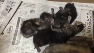 食後、子猫たちのお昼寝タイム kittens sleeping after mother's nursing