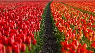 Oregon’s Biggest Tulip Fields