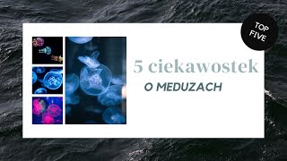 5 ciekawostek o meduzach