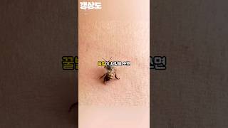 꿀벌이 침을 쏘고 죽는 이유는?