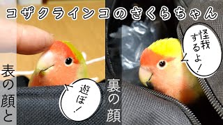 人格交代？天使が悪魔になる時│コザクラインコさくらちゃん