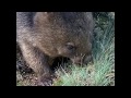 Shelley Dark wombat eating