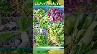 শীতের সবজি উত্তোলন || Winter vegetables | #shorts #wintervegetables #harvesting #vegetables #garden